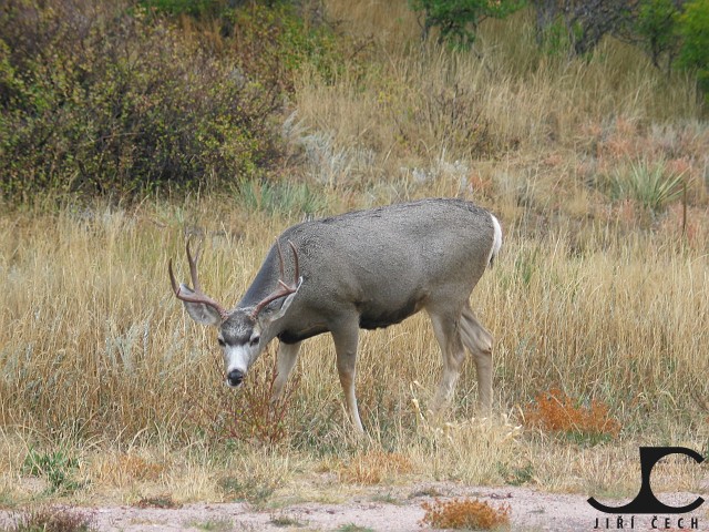 USA-004-Colorado-Deer