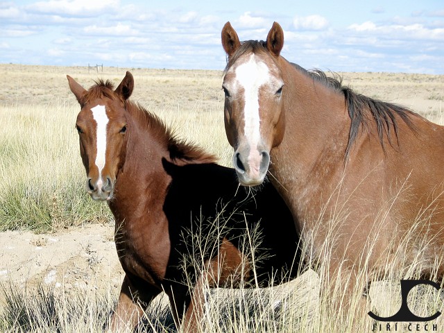 USA-019-Horses-New-Mexico