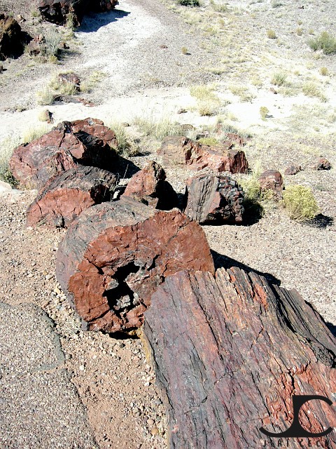 USA-025-Petrified-Forest-Arizona