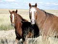 USA-019-Horses-New-Mexico