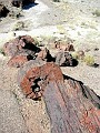 USA-025-Petrified-Forest-Arizona